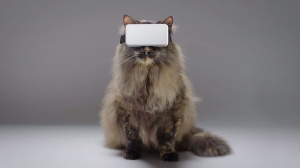 VR for cat